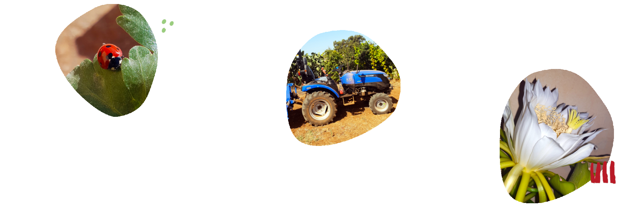 aa