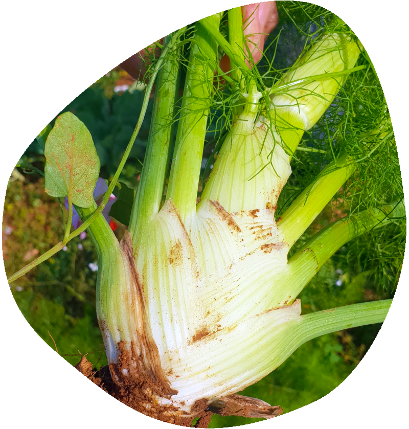 aa