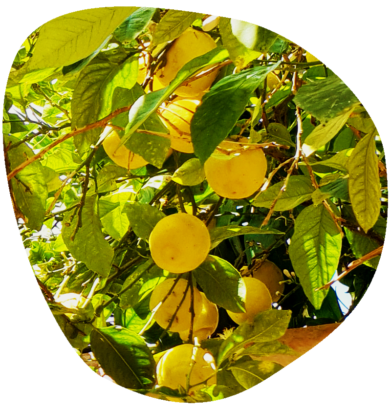 aa